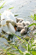 Swan and cygnets