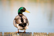 Mallard duck