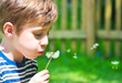 Kind mit Pusteblume Kind mit Pusteblume