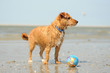 Drahthaarterrier