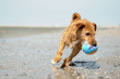 Drahthaarterrier