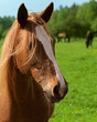 Photo: Horse Horse