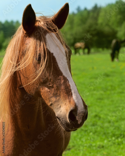 Photo: Horse Horse