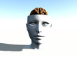 Open Top Anatomical Head Open Top Anatomical Head