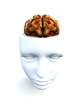 Open Top Anatomical Head Open Top Anatomical Head