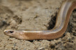 Slow Worm (Anguis fragilis) Slow Worm (Anguis fragilis)
