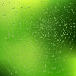 Spider Web With Dew Drops. Vec...