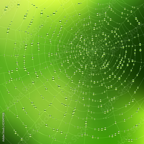 Vector: Spider web with dew drops. Vector. Spider web with dew drops. Vector.