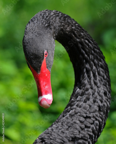 Photo: Trauerschwan Trauerschwan