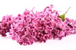 Pink lilac on white background Pink lilac on white background