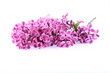 Purple lilac on white background Purple lilac on white background
