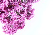 Purple lilac on white background Purple lilac on white background