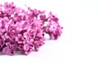 Violet lilac on white background Violet lilac on white background