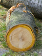 Photographie : Arbre abattu