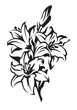 lily