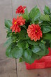 Dalia