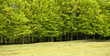 Forêt scandinave au Danemark Forêt scandinave au Danemark