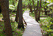 Weg durch Wald