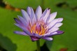 Lotus Lotus