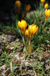 crocus