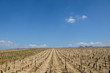Vignes des coteaux de Loire au printemps