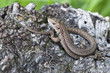 Waldeidechse - Zootoca-vivipara