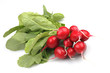 Des radis rouges avec leur feuilles sur fond blanc Des radis rouges avec leur feuilles sur fond blanc