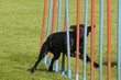 Hund beim Slalomlauf