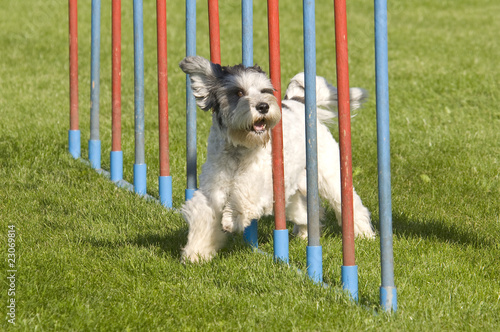 Photo: engagierter Schnauzer beim Slalom engagierter Schnauzer beim Slalom