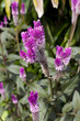 Purple cockscomb weed