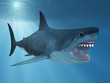 Shark in the sea