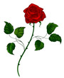 red rose on white