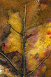 oak leaf oak leaf