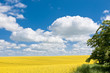 Rapsfelder in der Uckermark, Deutschland