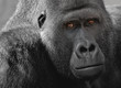 Gorilla Siberrücken