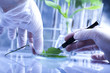 Working in a laboratory