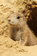 Baby prairie dog looking out of its burrow Baby prairie dog looking out of its burrow
