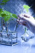 Foto: Scientist working in a laboratory and plants Scientist working in a laboratory and plants