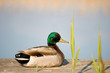 Male mallard duck