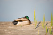 Mallard duck