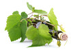 Bottle of wine in the vine on a white background