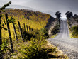 paisaje de carretera con viñedos paisaje de carretera con viñedos