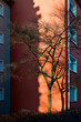 Baum und Schatten