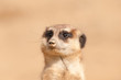 ein Erdmännchen im Portrait