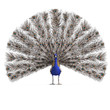 gorgeous male peacock. 3D rendering with clipping path and shado gorgeous male peacock. 3D rendering with clipping path and shado