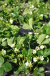 strawberry plantage strawberry plantage