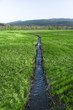 Narrow Stream