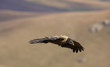 Lammergeyer or Bearded Vulture