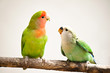 peach-faces lovebird