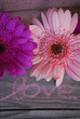 love et gerbera